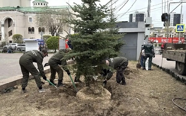 Накануне центре Улан-Удэ появились новые голубые ели