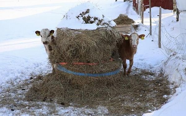В двух кяхтинских селах, где отмечена вспышка заразного заболевания животных, установят мобильные посты