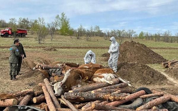 Зараженный скот в районе Бурятии был утилизирован