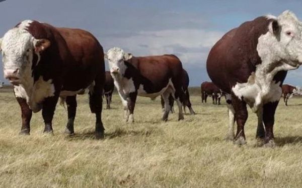 Бурятские племенные быки отправлены в Монголию