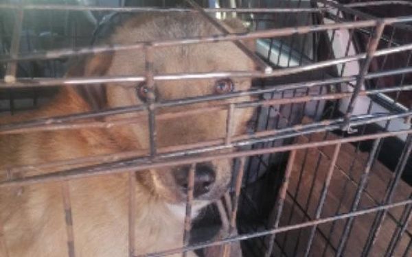 В микрорайоне Улан-Удэ отловили четыре бездомных собаки