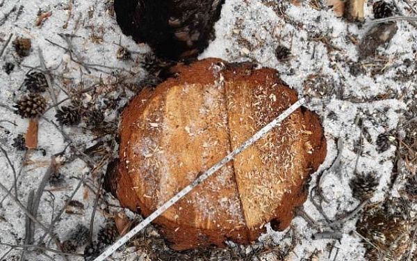 В Бурятии выявили «черного» лесоруба по звуку бензопилы