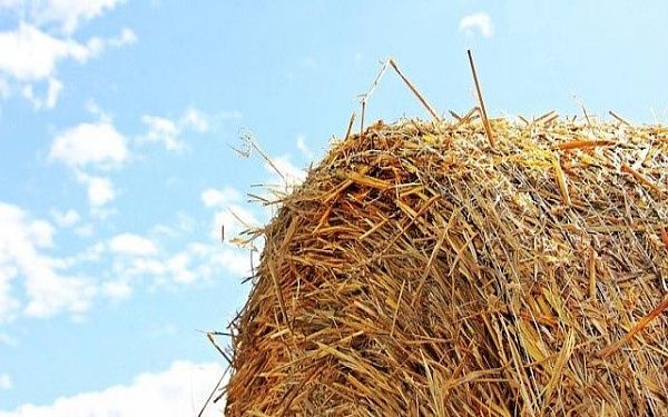 Аграрии Кабанского района намерены запастись на зиму кормами в полном объеме