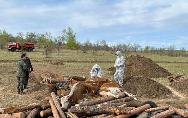 В Бурятии на фермерской стоянке выявили второй очаг бруцеллеза