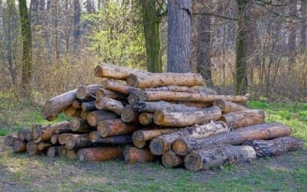 В Бурятии банда незаконно срубила лес на 5,1 млн рублей