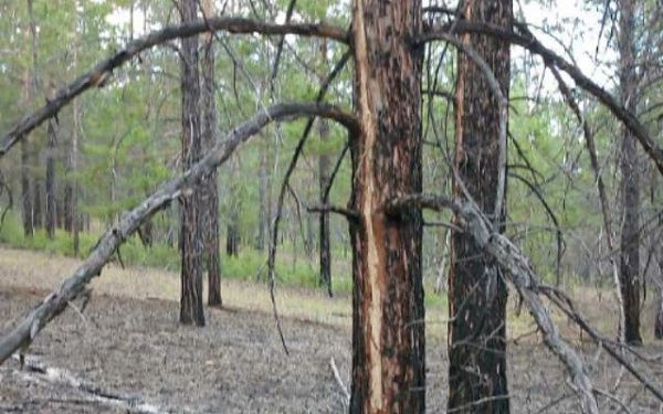 В Бурятии ликвидировали 16 лесных пожаров