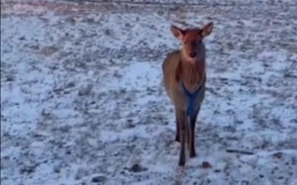 В Бурятии ламы-священнослужители выходили детёныша благородного оленя