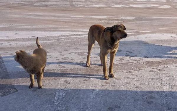 В двух микрорайонах Улан-Удэ пройдёт рейд по отлову собак