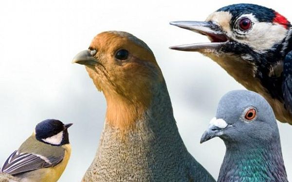 В Бурятии определили тех, кто лучше всех заботился о птицах зимой 