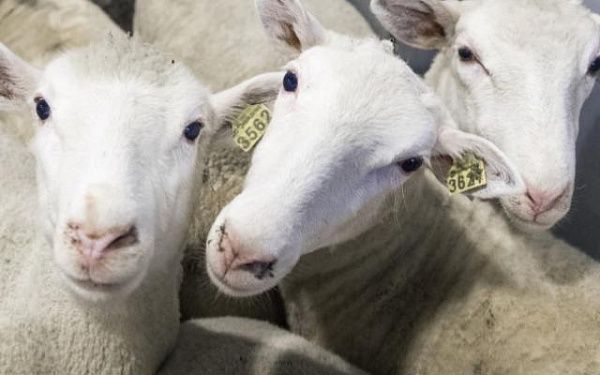Почти 470 тонн овечьей шерсти настригли овцеводы Бурятии
