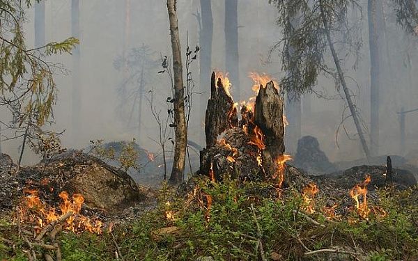 Более четверти лесных пожаров в Бурятии возникли из-за гроз