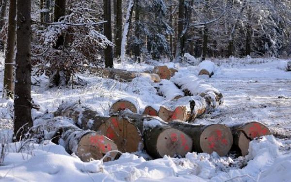 В районе Бурятии мужчина срубил лес на 1,5 миллиона рублей
