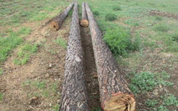 В Бурятии работник фермы незаконно срубил лиственницу для стройки 