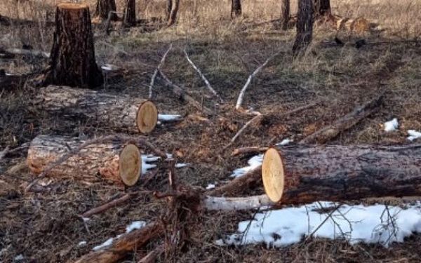 В Бурятии осудят ОПГ, которая незаконно вырубила лес на 10 млн рублей
