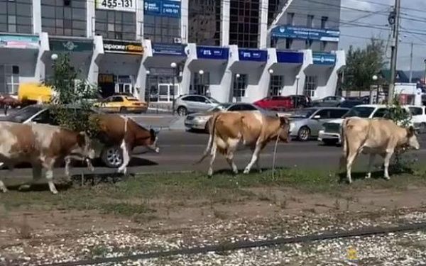 В Улан-Удэ запрещен выпас скота на придомовых и общественных территориях