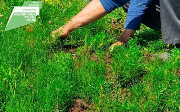 Лесники Бурятии ухаживают за новым лесом