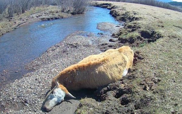 В реке Бурятии обнаружили останки коров