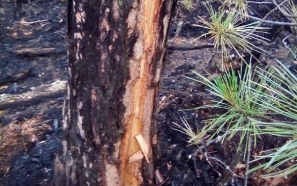 За прошедшие сутки проводились работы по тушению 4 лесных пожаров в Курумканском и Северобайкальском районах