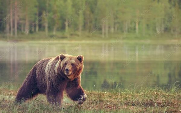 В Бурятии испугались мифических медведей и заключили фиктивные договоры об охране от них