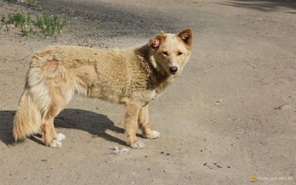 За фотографию домашней собаки на улице горожане смогут получить вознаграждение