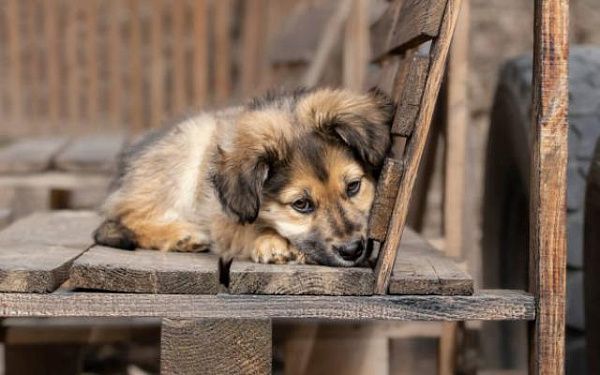 В приютах для бездомных животных в Улан-Удэ творится беспредел 