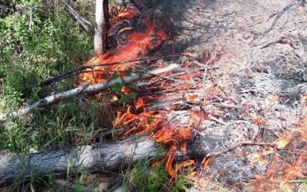 На севере Бурятии задержали виновника лесного пожара