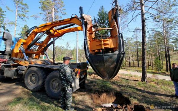 В Улан-Удэ этой весной высадят 310 яблонь, 700 калин, 400 груш и другие саженцы