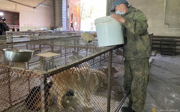 В Улан-Удэ с начала марта в прежнюю среду обитания выпущено 2473 безнадзорных животных