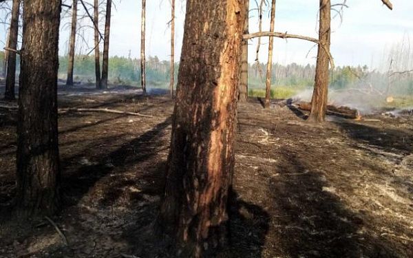Более 100 человек тушили лесные пожары в Бурятии