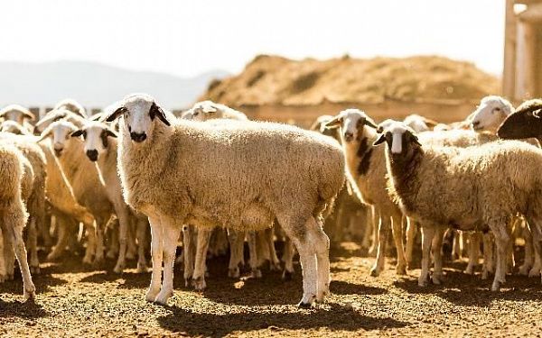 В Бурятии увеличивается поголовье овец