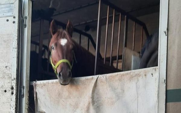 В Бурятии пресечен вывоз из России в Монголию двух партий спортивных лошадей