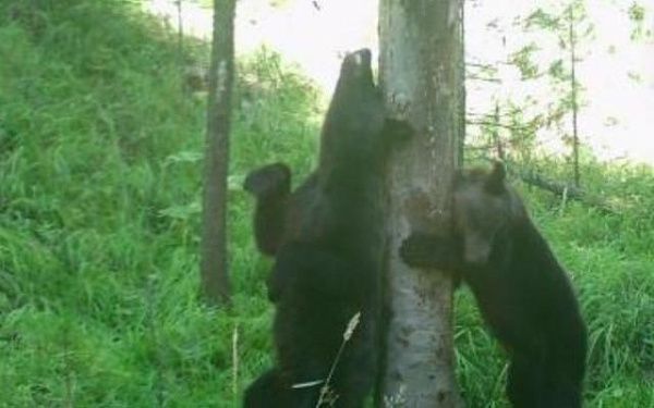 Медведи обозначают границы своей территории в нацпарке Бурятии