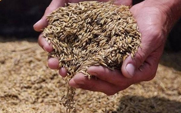 В Бурятии производители зерна получат новую поддержку от государства