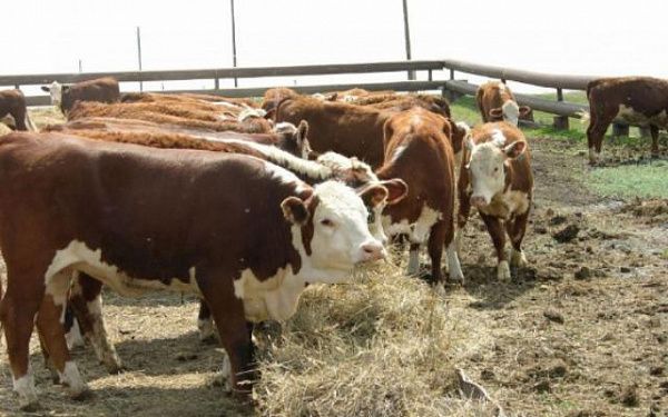 В Бурятии для фермеров закупили 97 породистых бычков