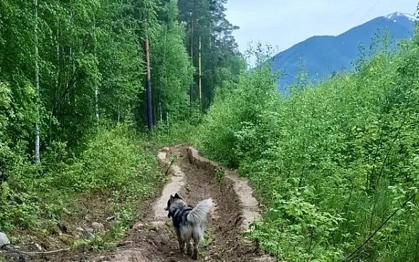 В Бурятии сохраняется стабильная лесопожарная обстановка