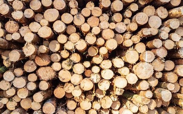 Рубка леса в Закаменском районе производится по правилам заготовки древесины