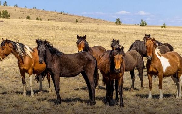 В Бурятии пройдет конный фестиваль «Буряад мориной соло»