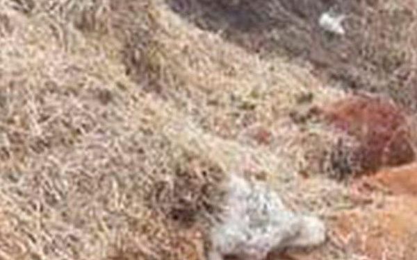 В Бурятии нашли владельца умерших животных, найденных на берегу реки
