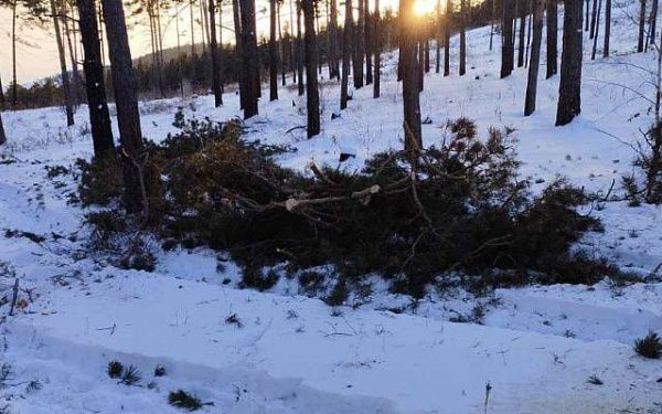 Житель Бурятии незаконно спилил сосны на 150 тысяч рублей в защитных лесах