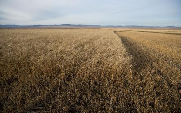 Минсельхоз Бурятии: наши хозяйства перестали скрывать урожаи