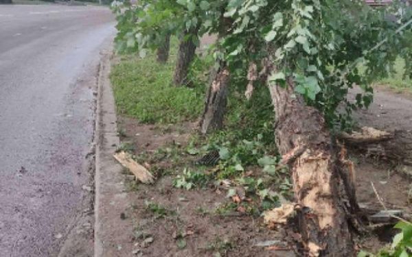 В Улан-Удэ автомобилист серьёзно повредил четыре тополя
