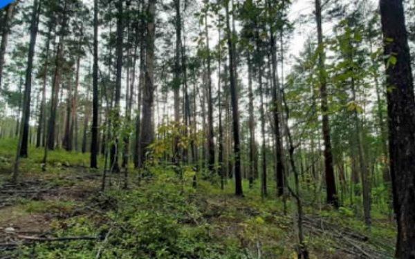 В Улан-Удэ городские леса будут закрыты до начала лета