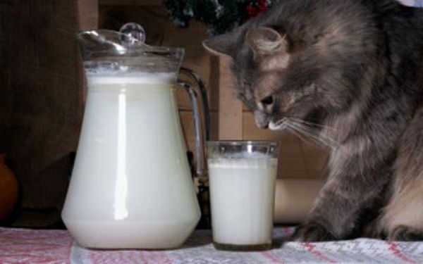 В Бурятии молочную продукцию замаркируют «Честным знаком»