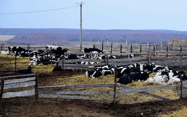 Работник фермы украл два стегна говядины у работодателя в Бурятии 