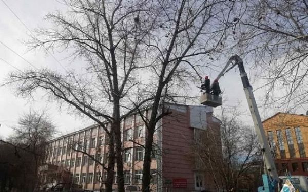 В столице Бурятии продолжается подготовка деревьев к весне