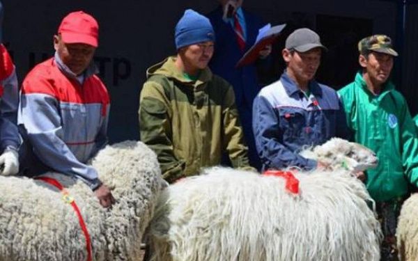 Овцеводы Бурятии примут участие во втором этапе Всероссийской выставки 
