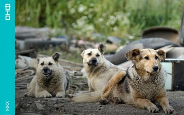 ОНФ просит Министерство строительства и ЖКХ помочь жителям Улан-Удэ, где власти не справляются со стаями бездомных собак 