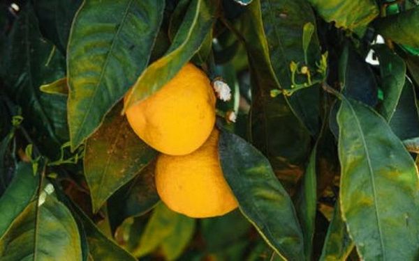 Жителям Бурятии рассказали о полезных свойствах цитрусовых фруктов