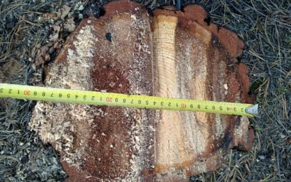 Житель Бурятии незаконно заготовил древесину на 125 тыс рублей 