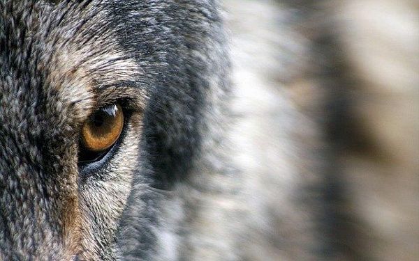 Численность волков в Бурятии достигла исторического максимума